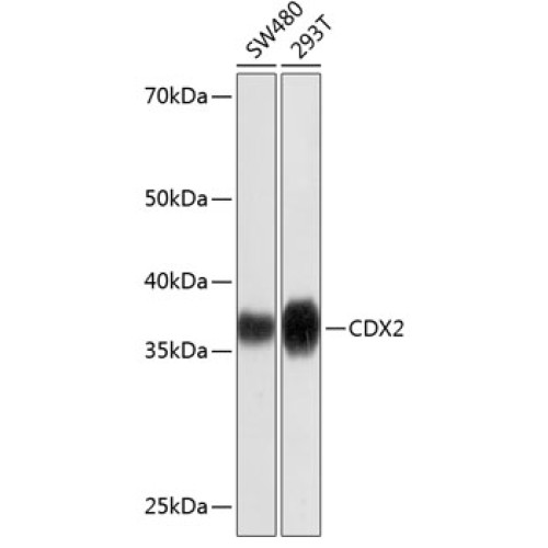 [KD Validated] CDX2 Rabbit mAb
