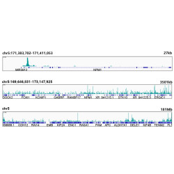[KO Validated] c-Myc Rabbit mAb