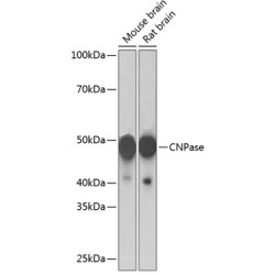 CNPase Rabbit mAb