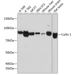 Cullin 1 Rabbit mAb