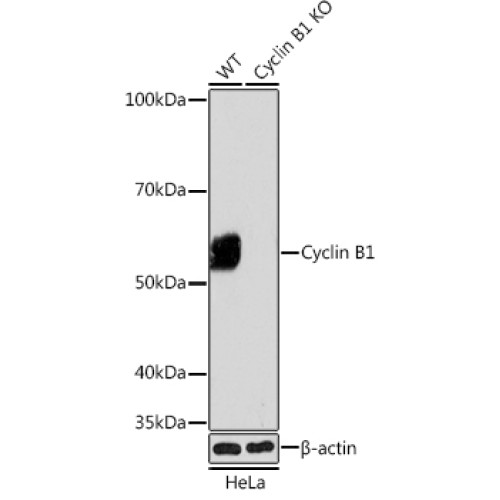 [KO Validated] Cyclin B1 Rabbit mAb