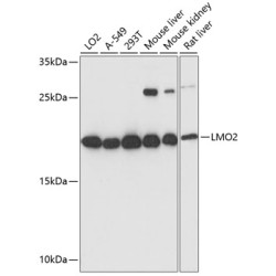 LMO2 Rabbit pAb