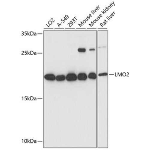 LMO2 Rabbit pAb
