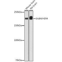 ErbB4/HER4 Rabbit mAb