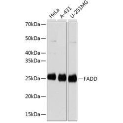 FADD Rabbit mAb