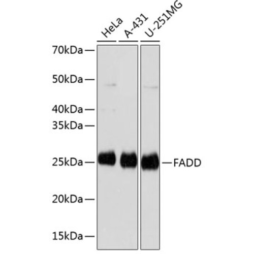 FADD Rabbit mAb