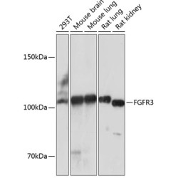 FGFR3 Rabbit mAb