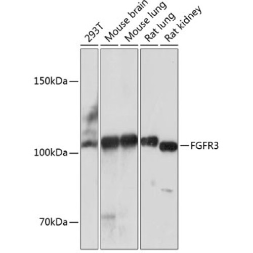FGFR3 Rabbit mAb