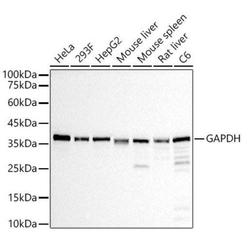 GAPDH Rabbit mAb(High Dilution)