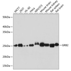 GRB2 Rabbit mAb