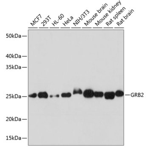 GRB2 Rabbit mAb
