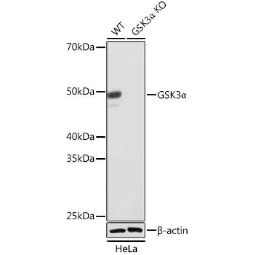 [KO Validated] GSK3α Rabbit mAb