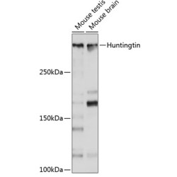[KO Validated] Huntingtin Rabbit mAb