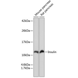 Insulin Rabbit mAb