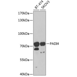 PADI4 Rabbit pAb