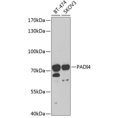 PADI4 Rabbit pAb