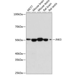 JNK3 Rabbit mAb