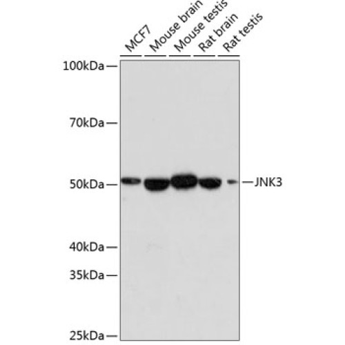 JNK3 Rabbit mAb