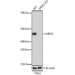 [KO Validated] MEK2 Rabbit mAb