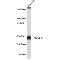 MUC1-C Rabbit mAb