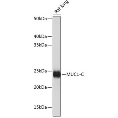 MUC1-C Rabbit mAb