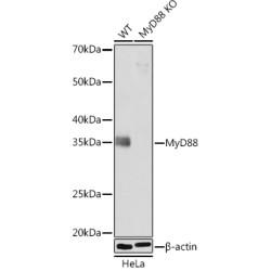 [KO Validated] MyD88 Rabbit mAb