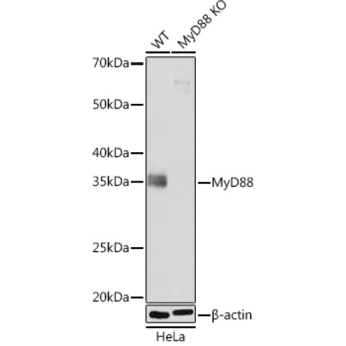 [KO Validated] MyD88 Rabbit mAb