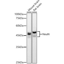 NeuN Rabbit mAb
