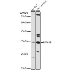 HOXA9 Rabbit pAb