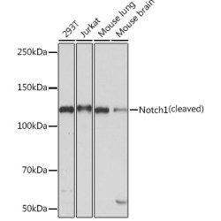 Notch1 Rabbit mAb