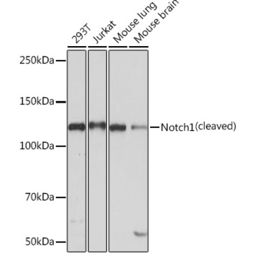 Notch1 Rabbit mAb