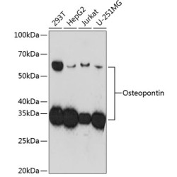 Osteopontin Rabbit mAb