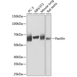 Paxillin Rabbit mAb