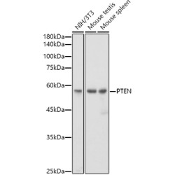 [KO Validated] PTEN Rabbit mAb