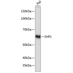 SHP1 Rabbit mAb