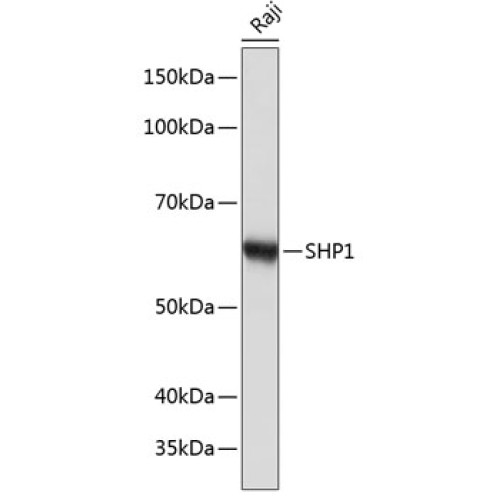 SHP1 Rabbit mAb