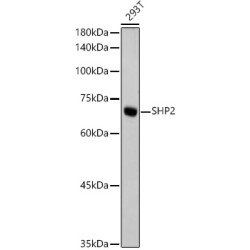 SHP2 Rabbit mAb