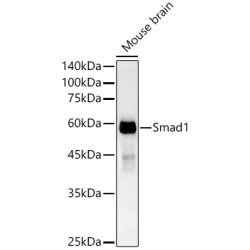 [KO Validated] Smad1 Rabbit mAb
