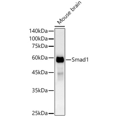 [KO Validated] Smad1 Rabbit mAb