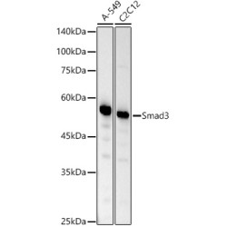 [KO Validated] Smad3 Rabbit mAb