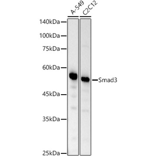 [KO Validated] Smad3 Rabbit mAb