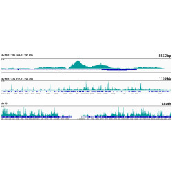 [KO Validated] Smad4 Rabbit mAb