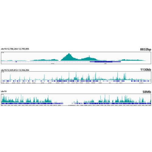 [KO Validated] Smad4 Rabbit mAb