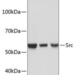[KO Validated] Src Rabbit mAb