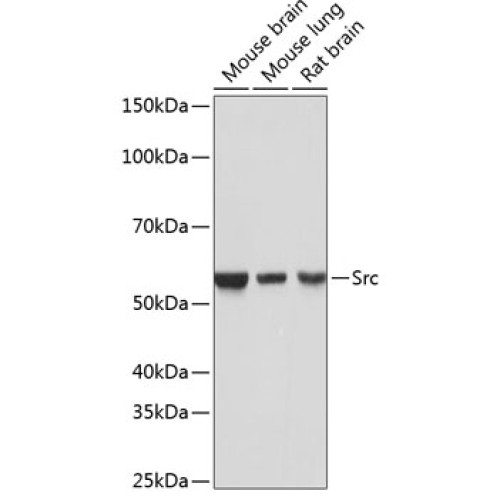 [KO Validated] Src Rabbit mAb
