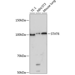 STAT6 Rabbit mAb