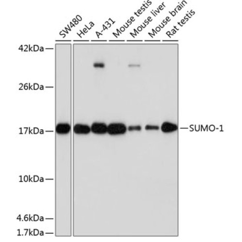 [KO Validated] SUMO1 Rabbit mAb