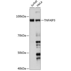 TNFAIP3 Rabbit mAb