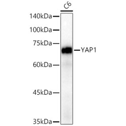 [KO Validated] YAP1 Rabbit mAb