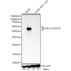 PD-L1/CD274 Rabbit mAb